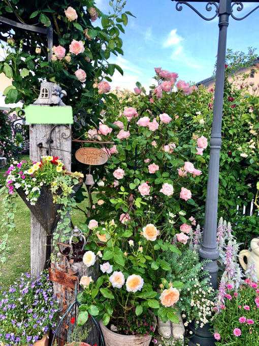 つるバラの誘引剪定 ダフネ と 夏越しプリムラジュリアン達 薪割りマコのバラの庭