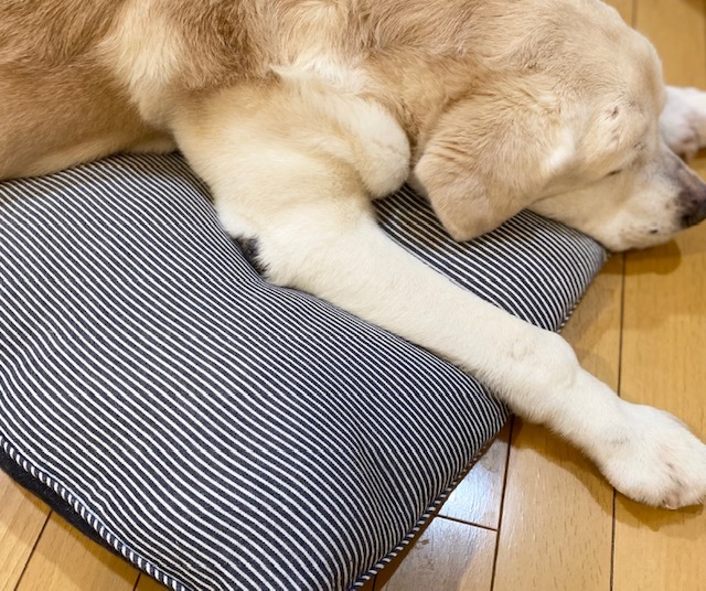 New Year S Party その3 犬たちの添い寝に Living Seed