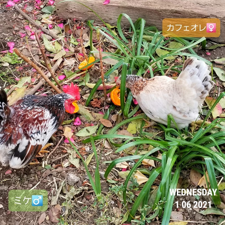 チャボはみかんが好き 烏骨鶏かわいいブログ チャボはみかんが好き 烏骨鶏かわいいブログ
