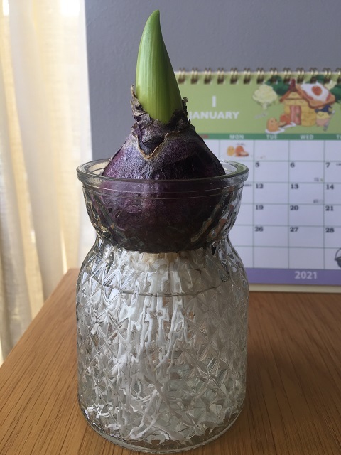 ヒヤシンス 水仙 クロッカスの芽 ロンパラ London パラダイス