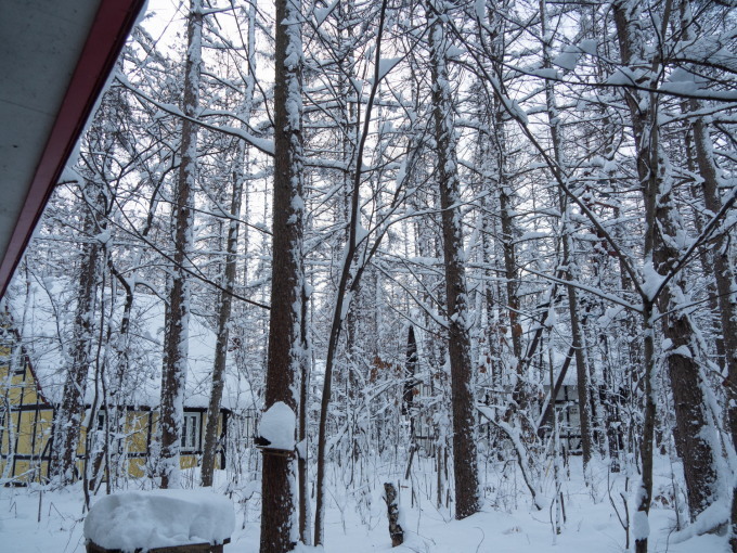 今シーズン初めてのドカ雪で・・雪まみれのエゾリス君!_f0276498_14483466.jpg