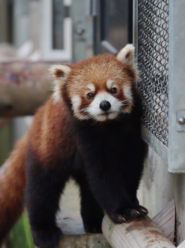 【レッサーパンダ】【2点まとめ】 The complete opposite of its super cute face! The red panda uses