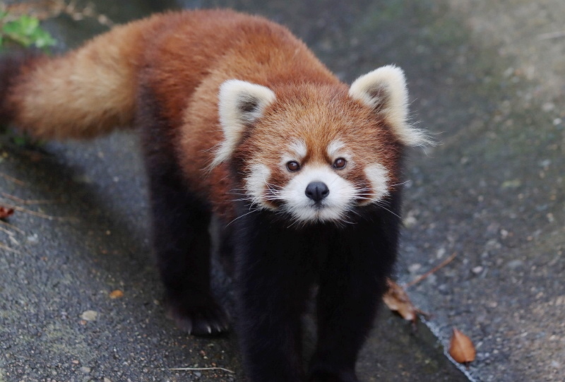 １年ぶりの大森山 レサパン日和