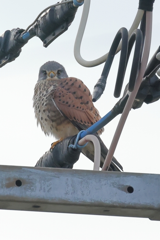 初見、初撮り、初掲載。タゲリの仲間ケリです（江戸川矢切） : 旅