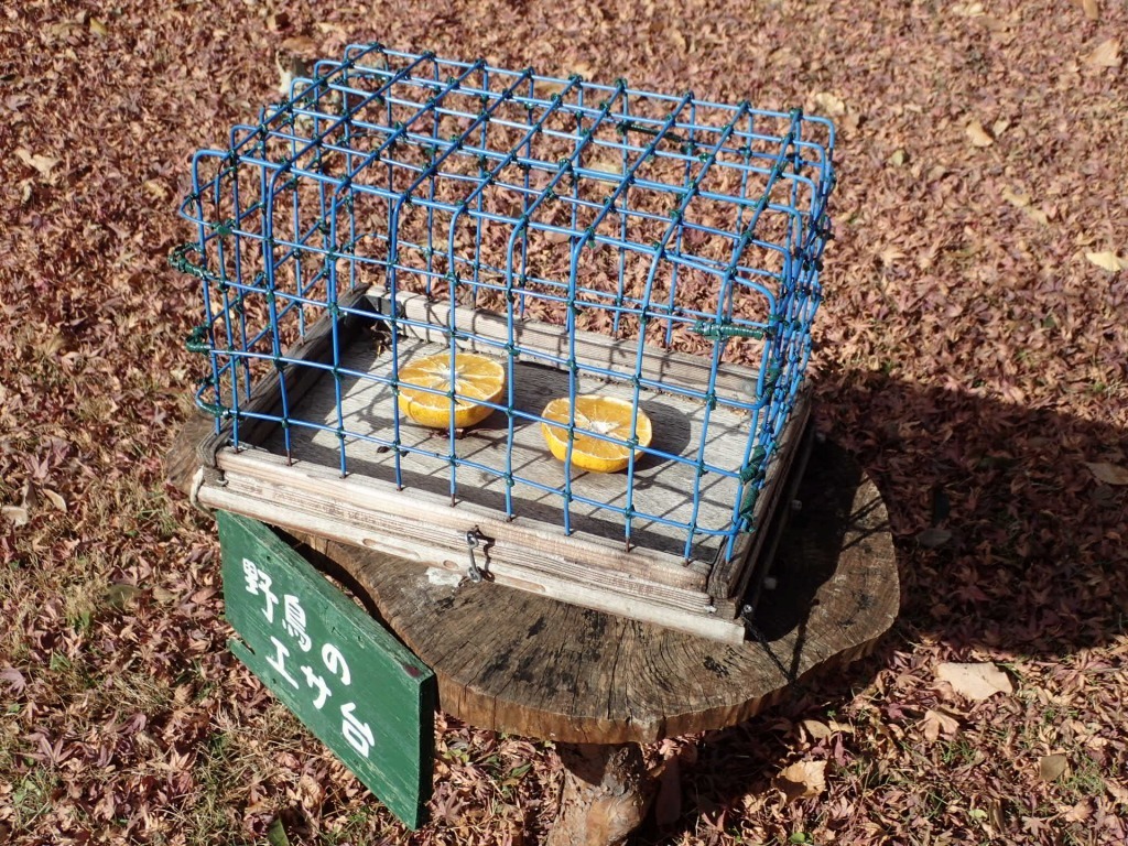 野鳥のエサ台を設置しました！_b0049307_11331672.jpg