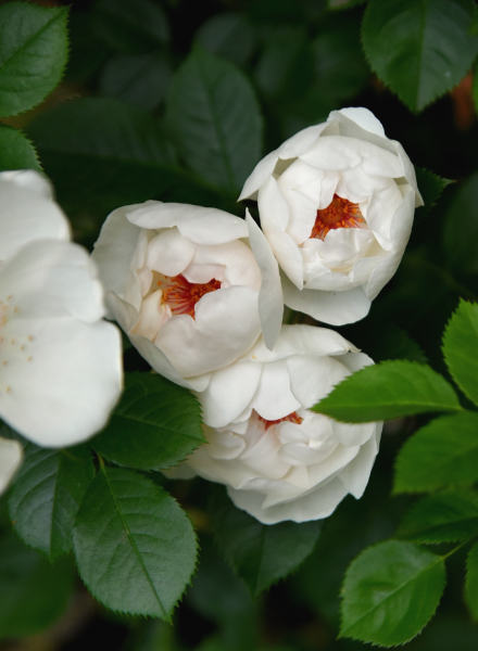 薔薇のうどん粉病 カヲリノニワ