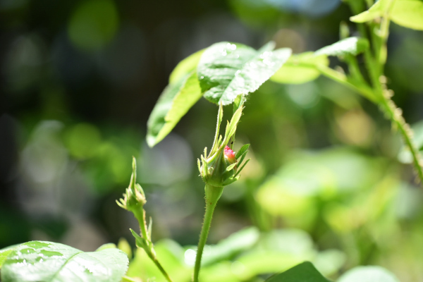 薔薇のうどん粉病 カヲリノニワ