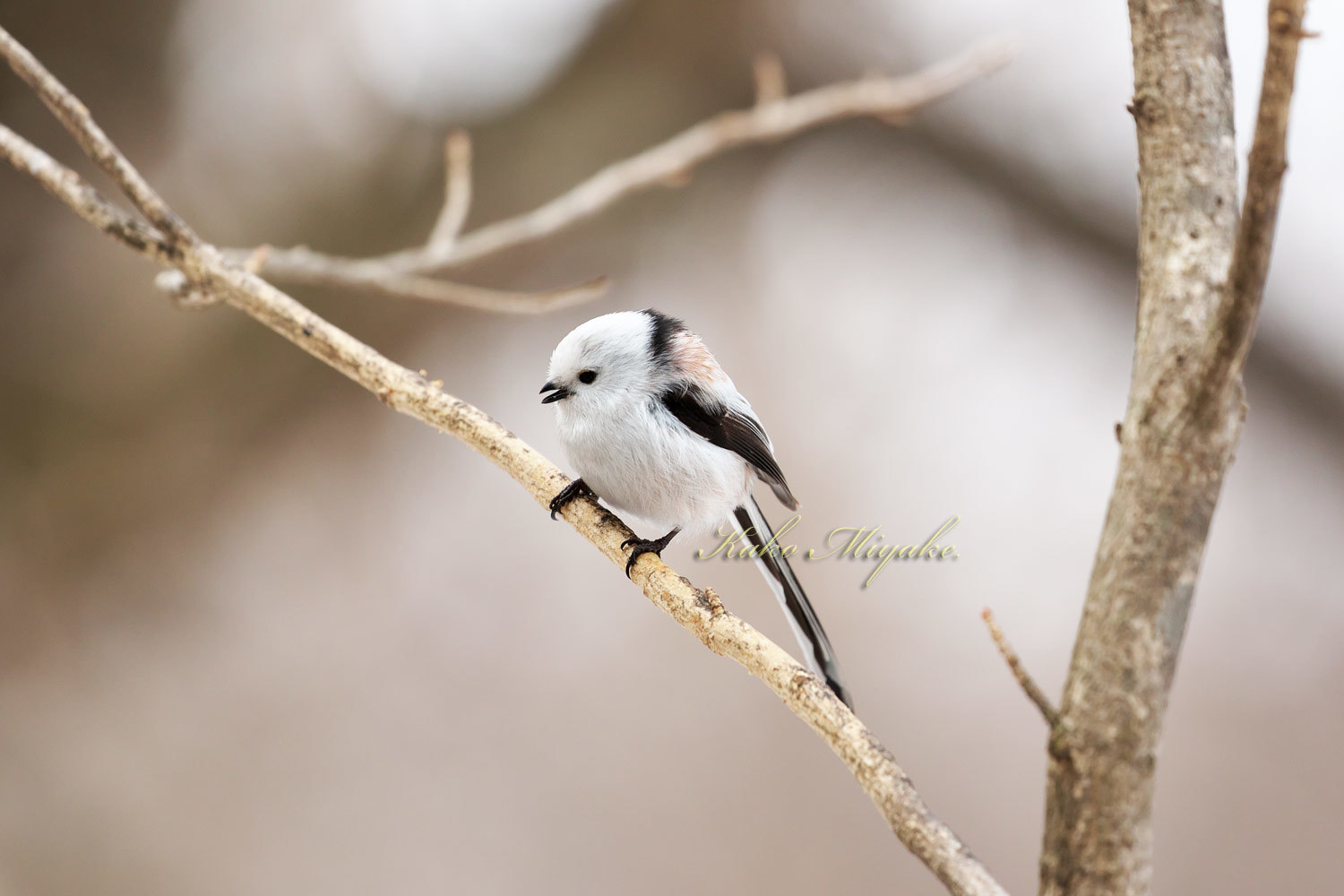 シマエナガ Long Tailed Tit ぼちぼち と 野鳥大好き O