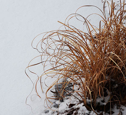 雪の中で目立った枯れ草の姿_e0005362_09073614.jpg