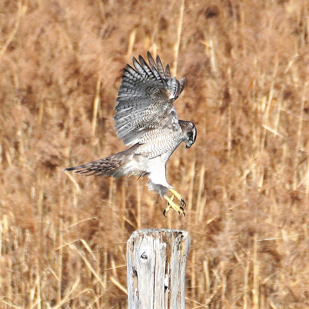 ★新年初出勤日・・・ちょっと野鳥情報(2021.1.9)_e0046474_21154939.jpg