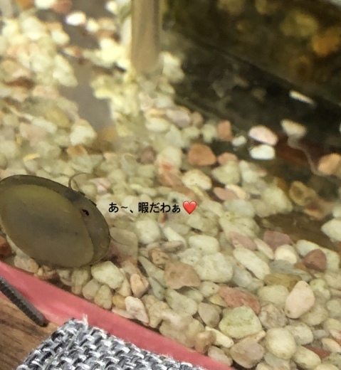 我家の生き物たち_a0129492_12294331.jpeg