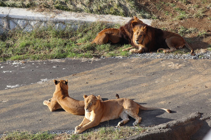 ライオンサファリの昼下がり なかよし ジャンプ スパーク 多摩動物公園 続々 動物園ありマス ライオンサファリの昼下がり なかよし ジャンプ スパーク 多摩動物公園 続々 動物園ありマス