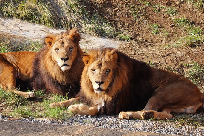 ライオンサファリの昼下がり なかよし ジャンプ スパーク 多摩動物公園 続々 動物園ありマス