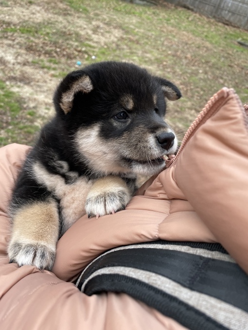 柴の子犬が可愛すぎた件 銭亀の地団駄 柴の子犬が可愛すぎた件 銭亀の地団駄