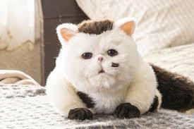 ドラマ【おじさまと猫】_d0250123_21295292.jpg