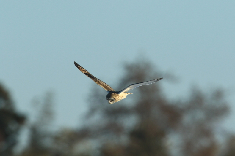 今時の人気の画像 コミミズクの飛翔シーン 野鳥と野鳥写真 観察と展示 今時の人気の画像 コミミズクの飛翔シーン 野鳥と野鳥写真 観察と展示