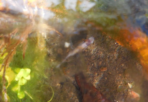 春を待つメダカたちと小さなお客様 花めだか だって おばちゃんだもん 春を待つメダカたちと小さなお客様 花めだか だって おばちゃんだもん