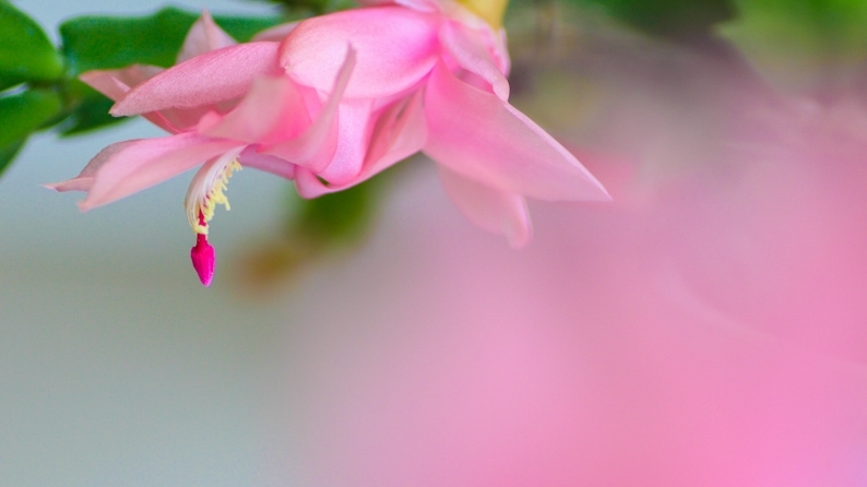 花写 021-0003_d0060435_10482233.jpg