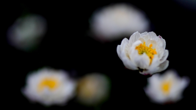 花写 021-0003_d0060435_10485125.jpg