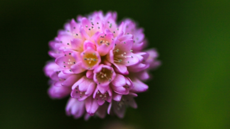 花写 021-0003_d0060435_10493191.jpg