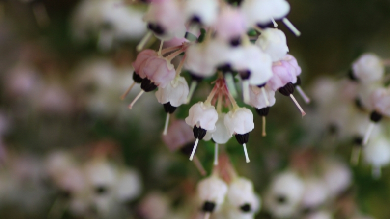 花写 021-0003_d0060435_10502889.jpg