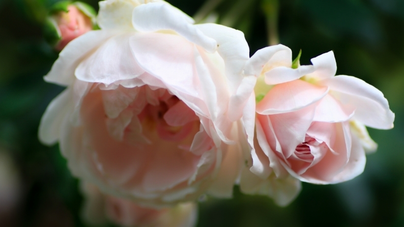 花写 021-0003_d0060435_10505769.jpg
