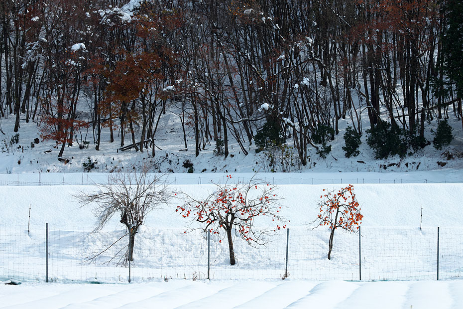 但馬雪景色 #1_c0067040_20091874.jpg