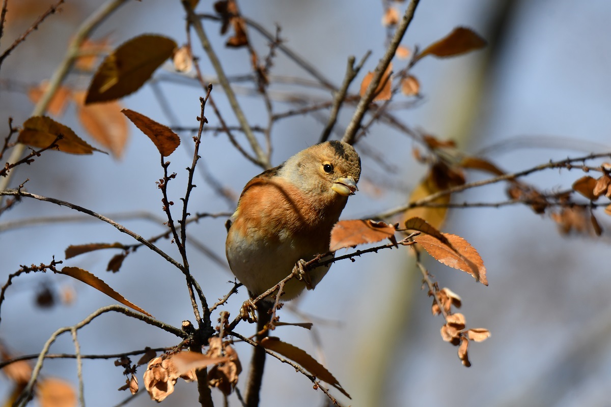 公園のアトリたち_c0395188_13164656.jpg