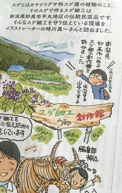 最近のお仕事 新潟 スゲ細工ほか トキシンのイラストレーター的 沖縄 生活