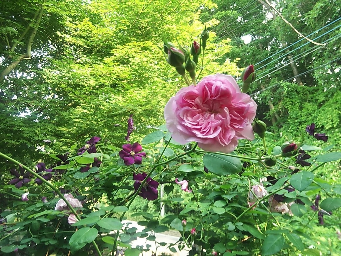 今季ラスト新苗】ローラダボー（フランス）接木苗