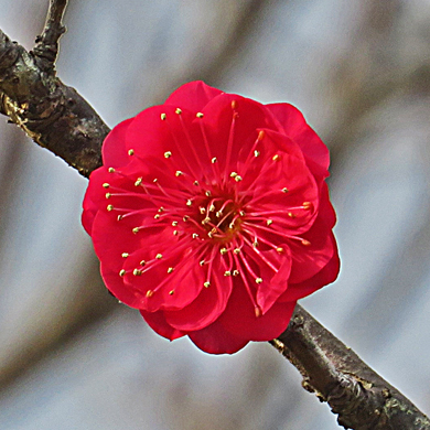 鹿児島紅 樹木見て歩き