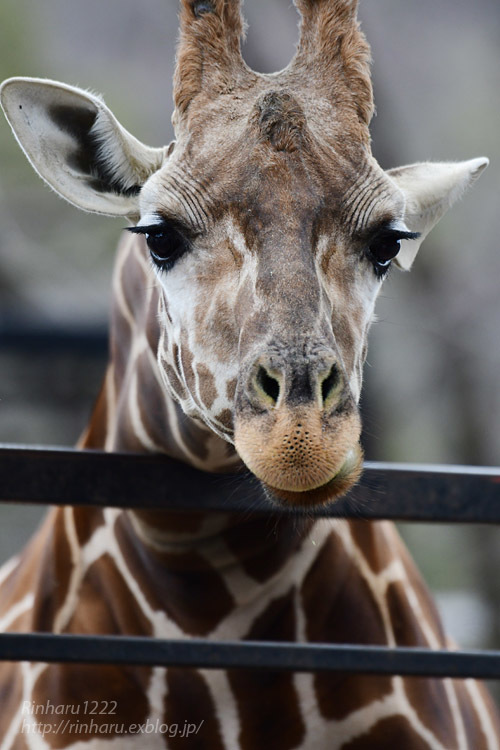 21 1 11 宇都宮動物園 アニメキリンのメイちゃん成人の日イベント Giraffe 青空に浮かぶ月を眺めながら