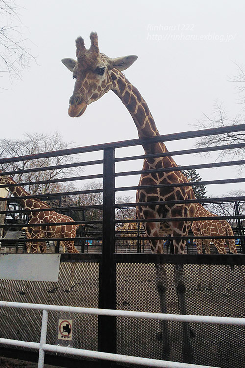 21 1 11 宇都宮動物園 アニメキリンのメイちゃん成人の日イベント Giraffe 青空に浮かぶ月を眺めながら
