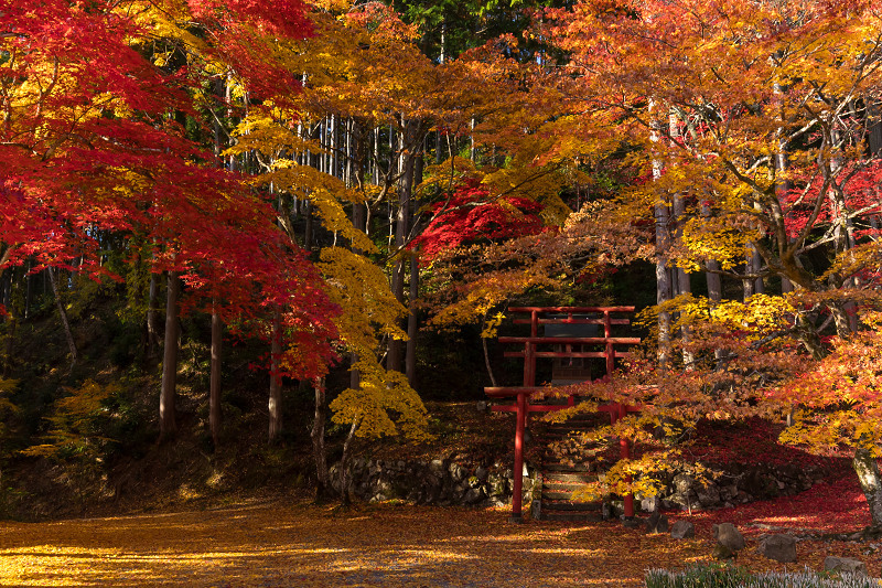 2020紅葉きらめく丹波　洞光寺の錦_f0155048_23431295.jpg
