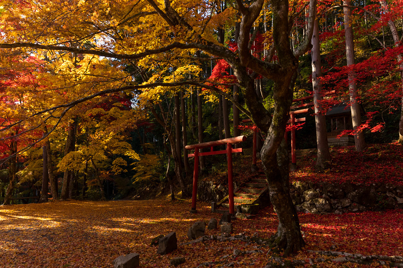 2020紅葉きらめく丹波　洞光寺の錦_f0155048_23435272.jpg