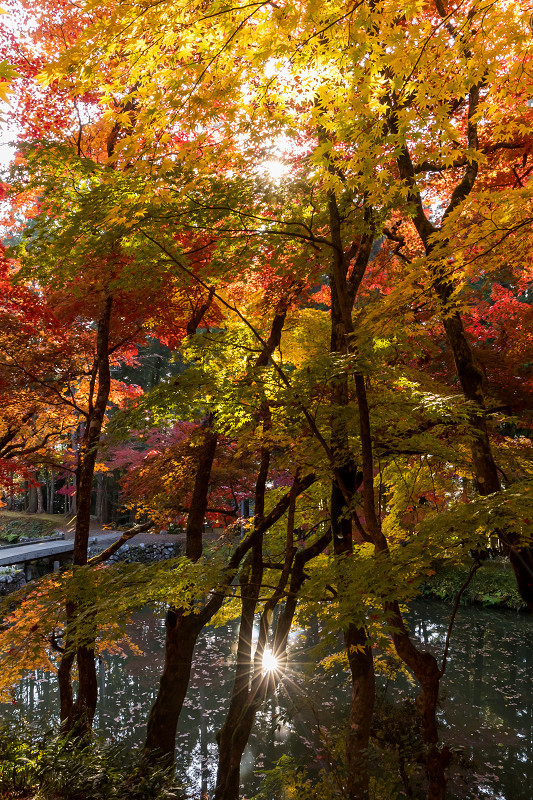 2020紅葉きらめく丹波　洞光寺の錦_f0155048_23442510.jpg