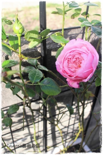 スピリット オブ フリーダム が一輪咲いてた La Rose 薔薇の庭