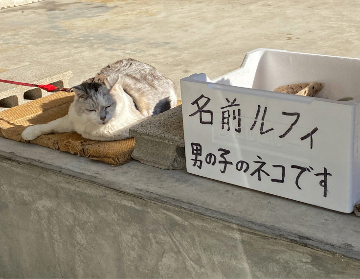もう結構なお年寄り猫ルフィ君 @有馬温泉_b0063958_08153570.jpg