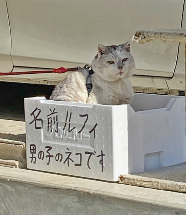 もう結構なお年寄り猫ルフィ君 @有馬温泉_b0063958_08154676.jpg