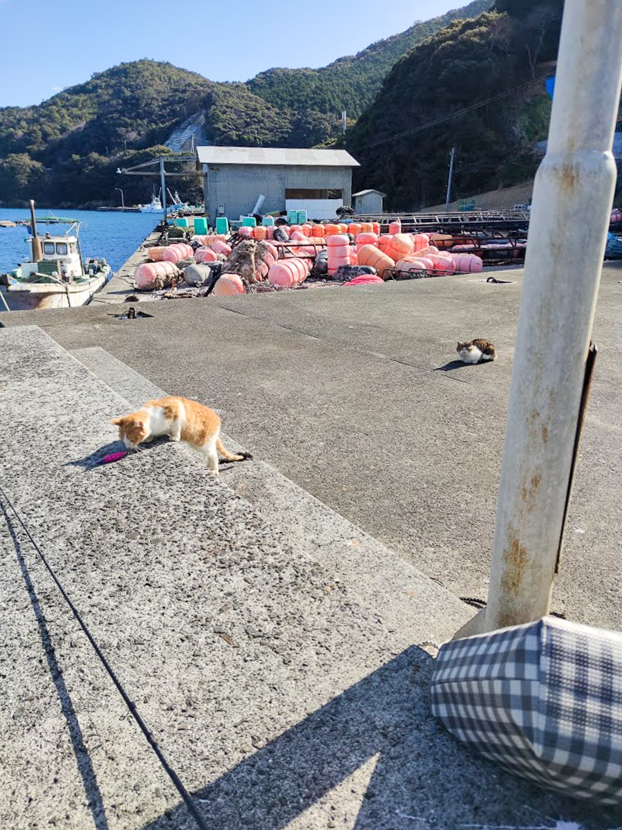 高知西部でエギング パート2 その2 にゃお吉の高知競馬 応援写真日記 A 高知の美味しいお店 高知西部でエギング パート2 その2 にゃお吉の高知競馬 応援写真日記 A 高知の美味しいお店