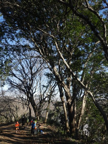 越年した常緑樹の枝打ち完了1・10六国見山手入れ（上）_c0014967_10264125.jpg