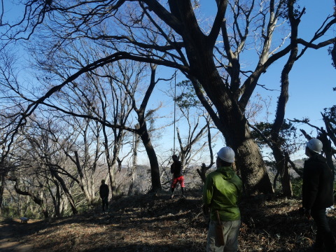 越年した常緑樹の枝打ち完了1・10六国見山手入れ（上）_c0014967_10335672.jpg