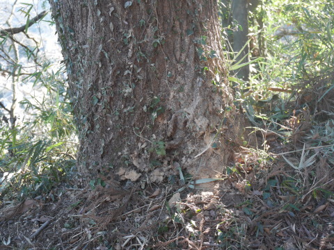 越年した常緑樹の枝打ち完了1・10六国見山手入れ（上）_c0014967_10361729.jpg