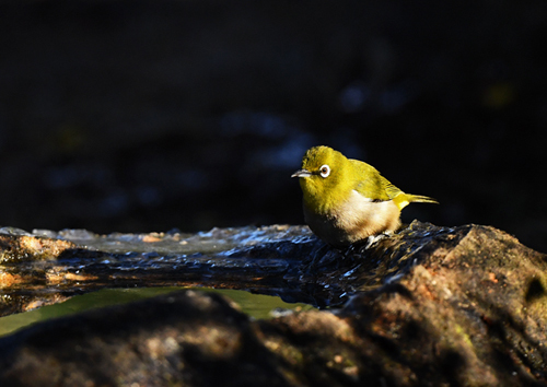 埼玉県=ヤマガラ、シジュウカラ、ジョウビタキなど_d0346977_17015863.jpg