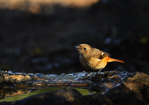 埼玉県=ヤマガラ、シジュウカラ、ジョウビタキなど_d0346977_17172468.jpg