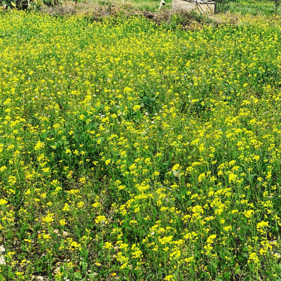 田舎道の散歩で一足お先に春気分_e0335287_16520299.jpg