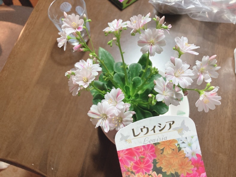 さとう花卉苑 さとう花卉苑
