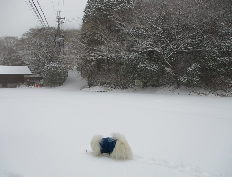 六甲山で雪遊び_b0177436_22384164.jpg