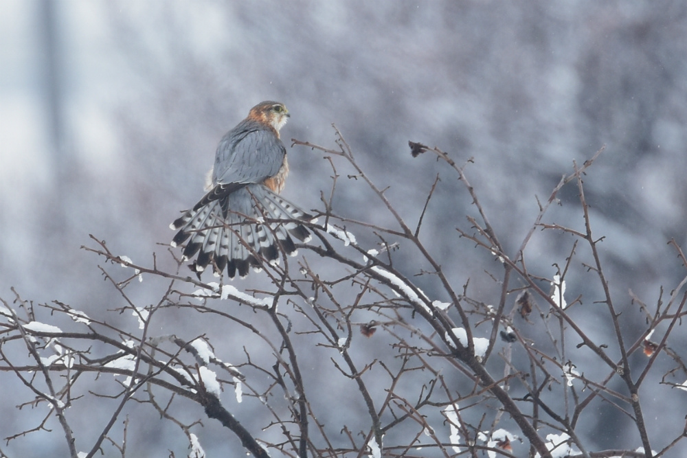 小雪舞う中エンゼルポーズ.....コチョウゲンボウ_f0400360_21224560.jpg