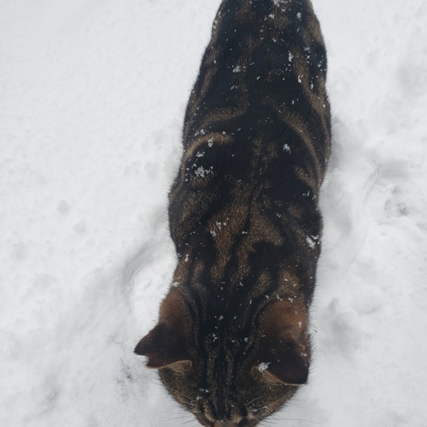 雪かき猫もお手伝い_b0222066_13252426.jpg